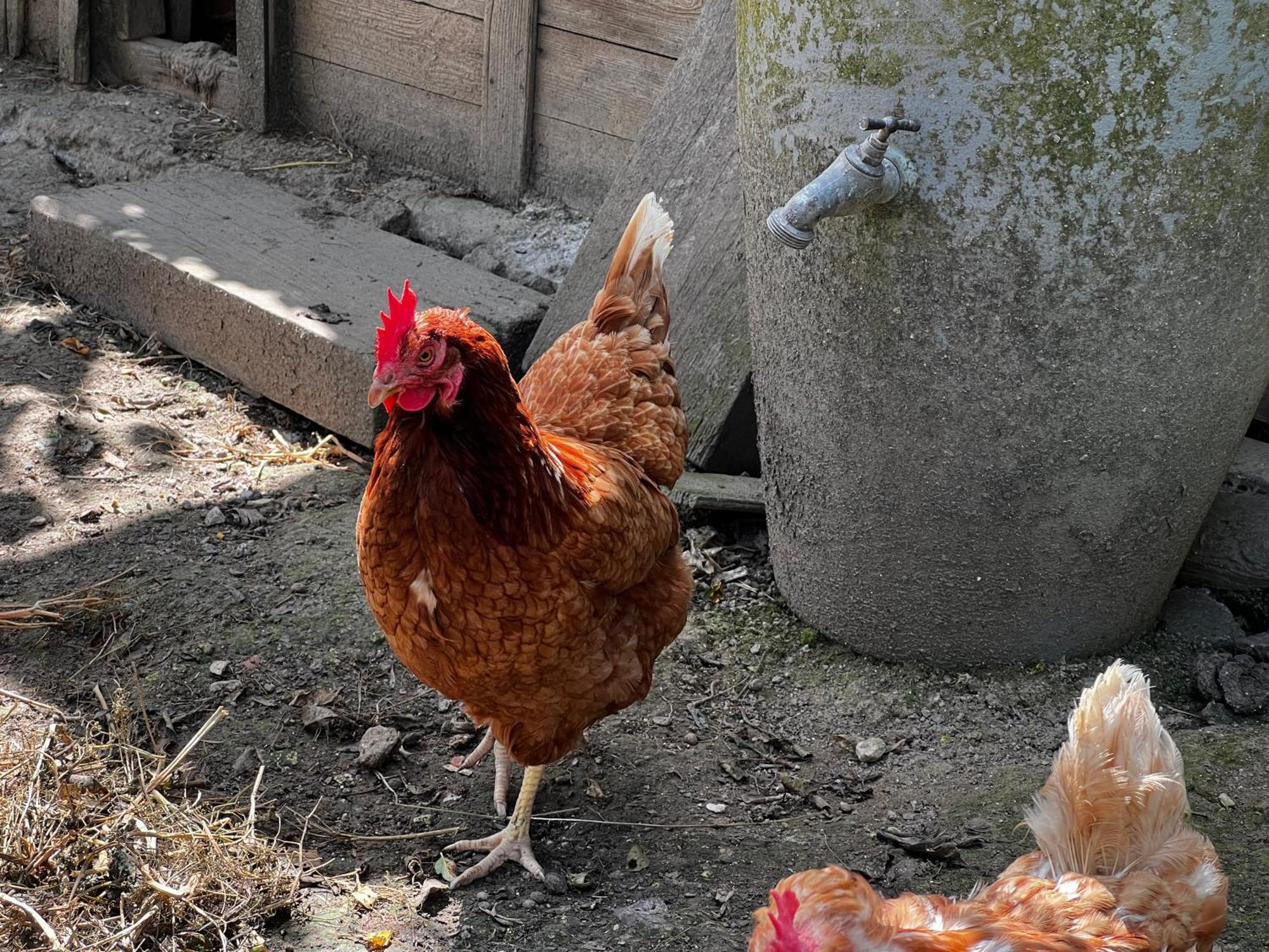 A La Ferme De Thilloy Bed & Breakfast Ligny-Thilloy Eksteriør bilde